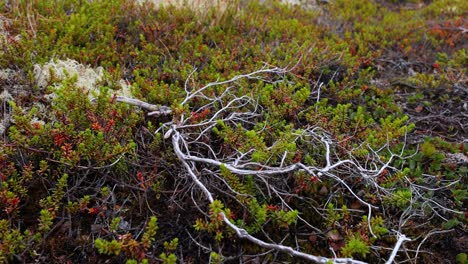 Arktischen-Tundra.-Schöne-Natur-Norwegen-Naturlandschaft.