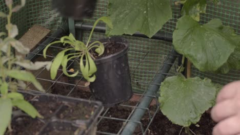 gardener moving potted plants in greenhouse