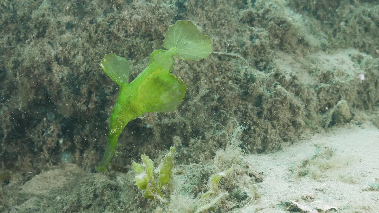 Marine animal Green Robust Ghost Pipefish Solenostomus cyanopterus in its natural habitat