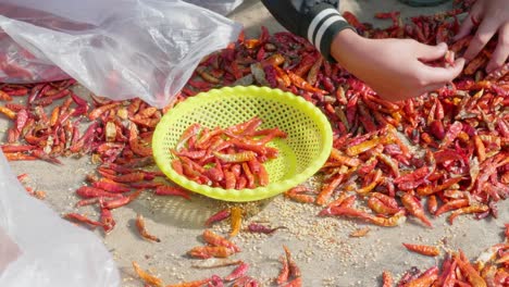 Primer-Plano-De-La-Mano-De-Los-Niños-Seleccionando-Chiles-En-Una-Provincia-De-Giang,-Vietnam