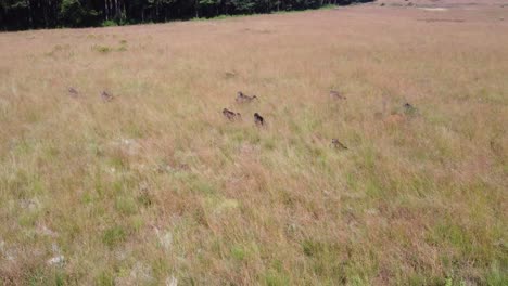 a troop of baboons running through a field and into the woods in graskop, south africa