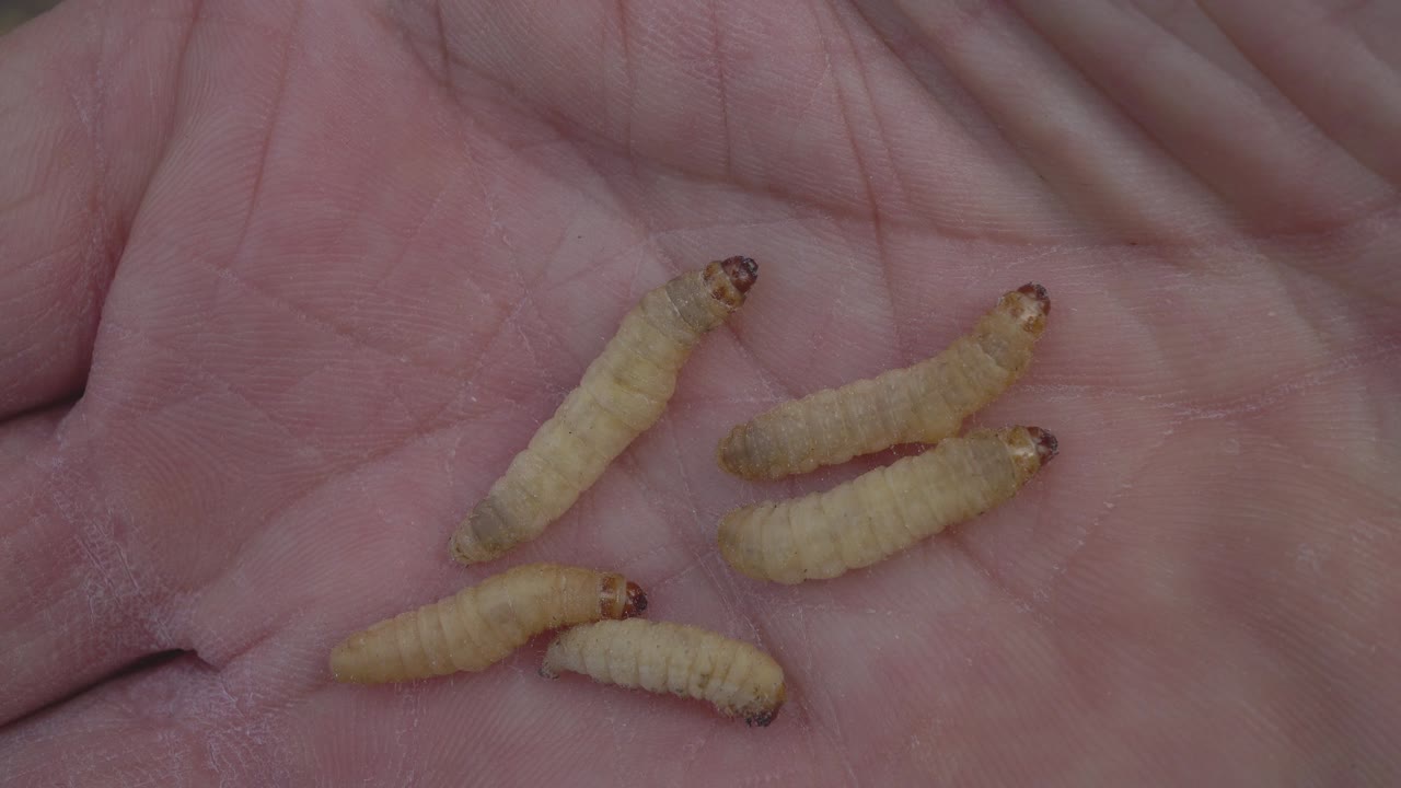 왁스나방의 유충인 왁스그럽(waxgrubs)이 손바닥에 있습니다.