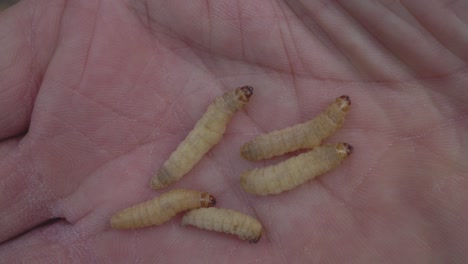 waxgrubs, the larvae of the wax moth, on palm of hand