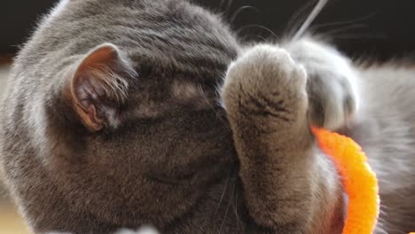 The-Russian-blue-cat-looks-at-the-medium-beautifully