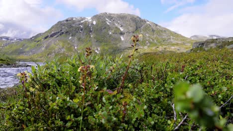 la tundra ártica, la hermosa naturaleza, el paisaje natural de noruega.