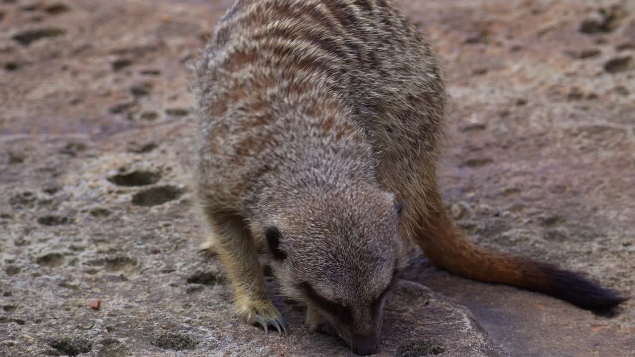 Un suricato (suricata suricatta) che cerca attivamente cibo a terra, foto ravvicinata
