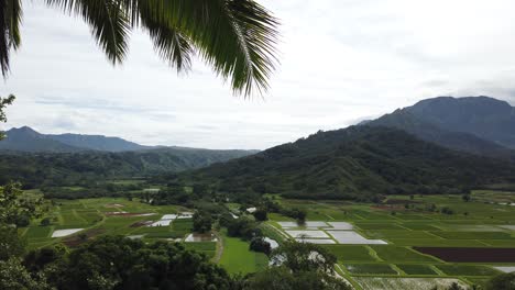 4k hawaii kauai slower pan left to right hawaiian fields and mountains with coconut tree in foreground