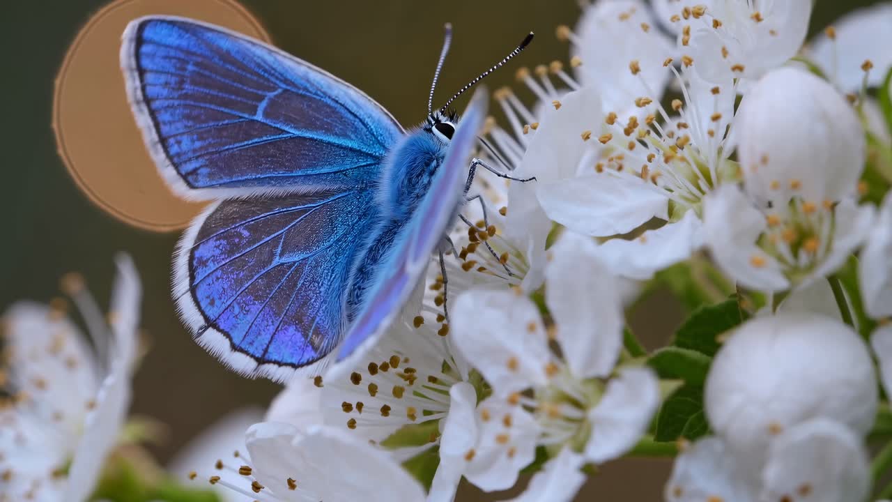 Close-up video of a vibrant blue butterfly on white blossoms, captured from a side angle