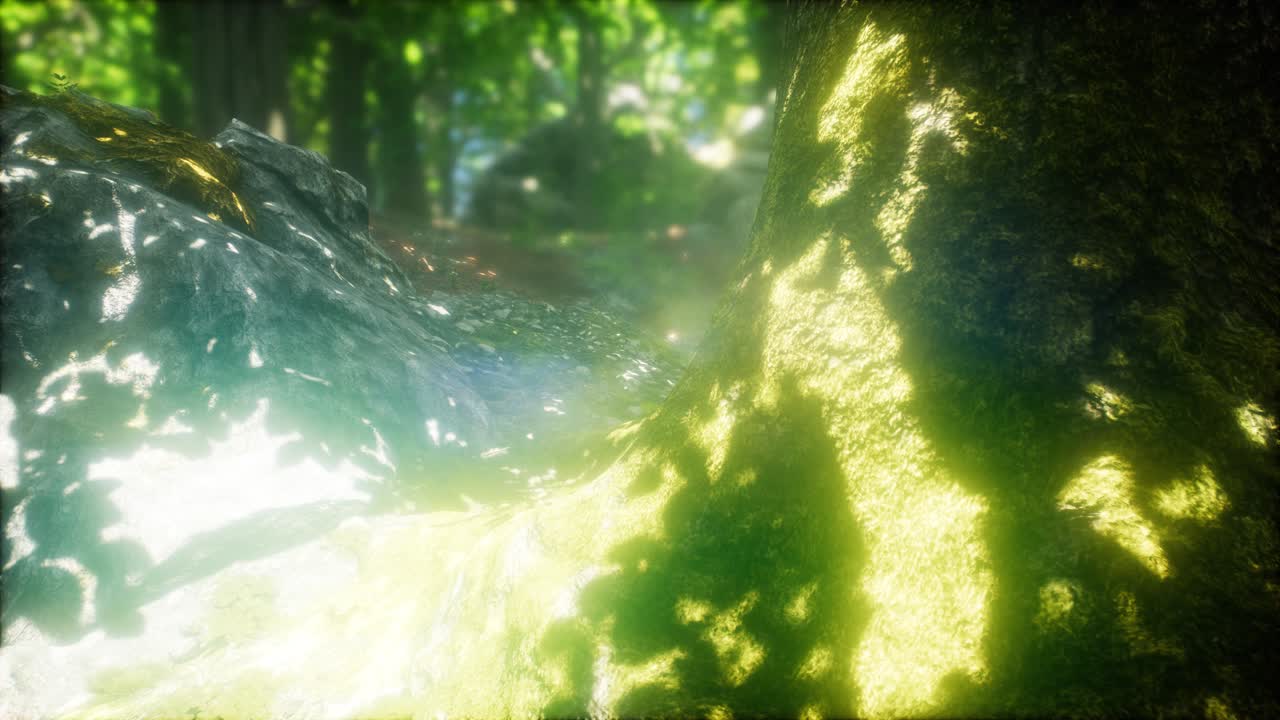 rayos de sol brillando a través del bosque natural de hayas