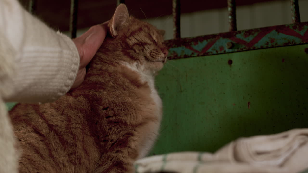 집 안의 귀여운 동물