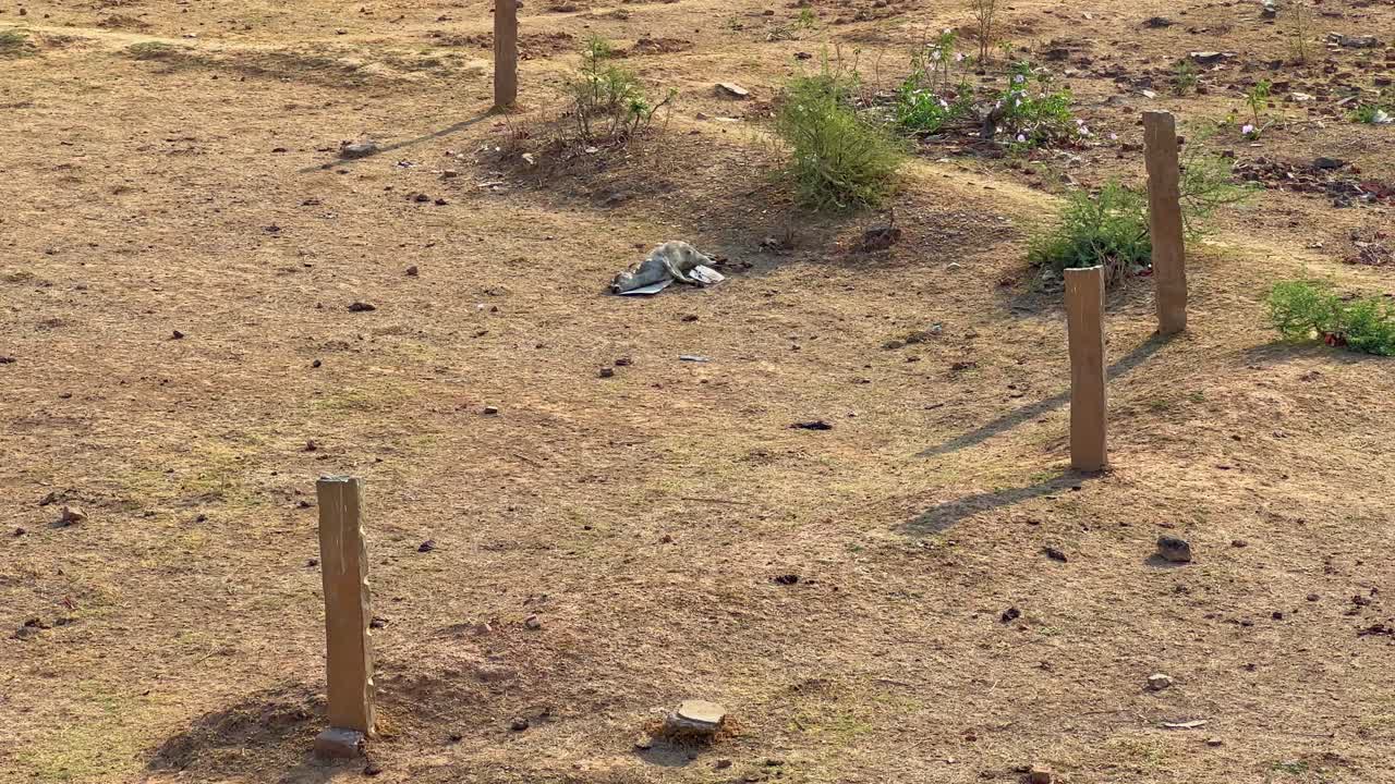 dehydrated body of cow and her calf laying on the ground because of drought and water shortage in india