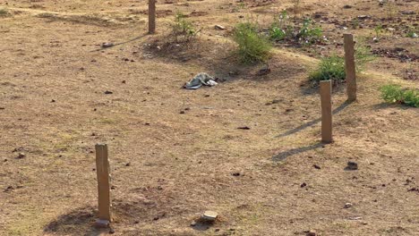 dehydrated body of cow and her calf laying on the ground because of drought and water shortage in india