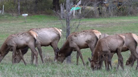 a herd of cow elk or wapiti grazing in a meadow in the forest