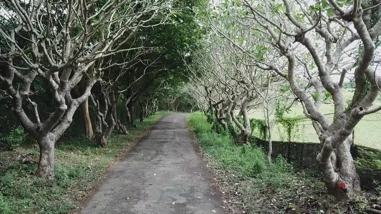 Aerial Video of a tree lined road in Batangas, Philippines