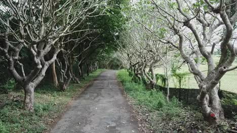 aerial video of a tree lined road in batangas, philippines