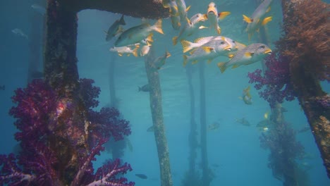 Amazing-soft-corals---fish-under-a-jetty-in-Indonesia