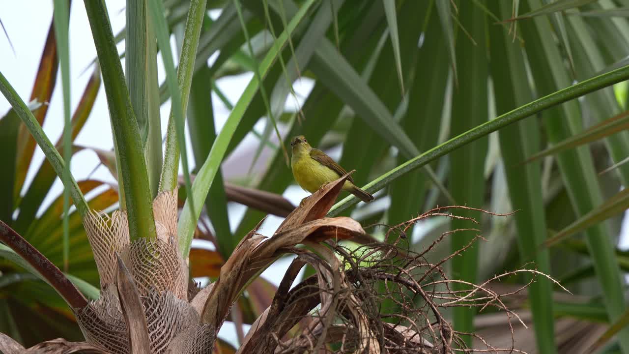 un pájaro del sol posado en una palmera, mirando a su alrededor, extiende sus alas y vuela, disparado de cerca