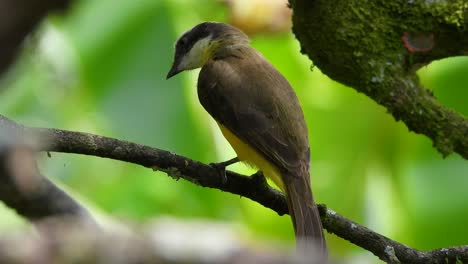 el gran kiskadee se alza en la rama, el parque nacional de los nevados, colombia
