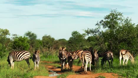 static shot of herd of zebras stand on safari road near green tree, south africa