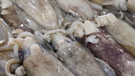 Close-up-of-fresh-squid-display-at-seafood-market,-panning-shot