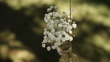 close up of white baby's breath flowers hanging gently under warm natural sunlight