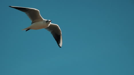 Close-Up-Side-View-Of-Seagull-Is-Flying-In-Blue-Sky,-Slow-Motion-Footage