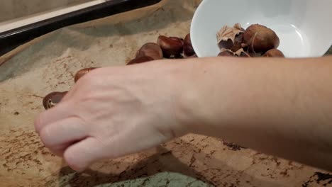 roasted chestnuts on oven tray being picked by female hands. christmas popular snack.