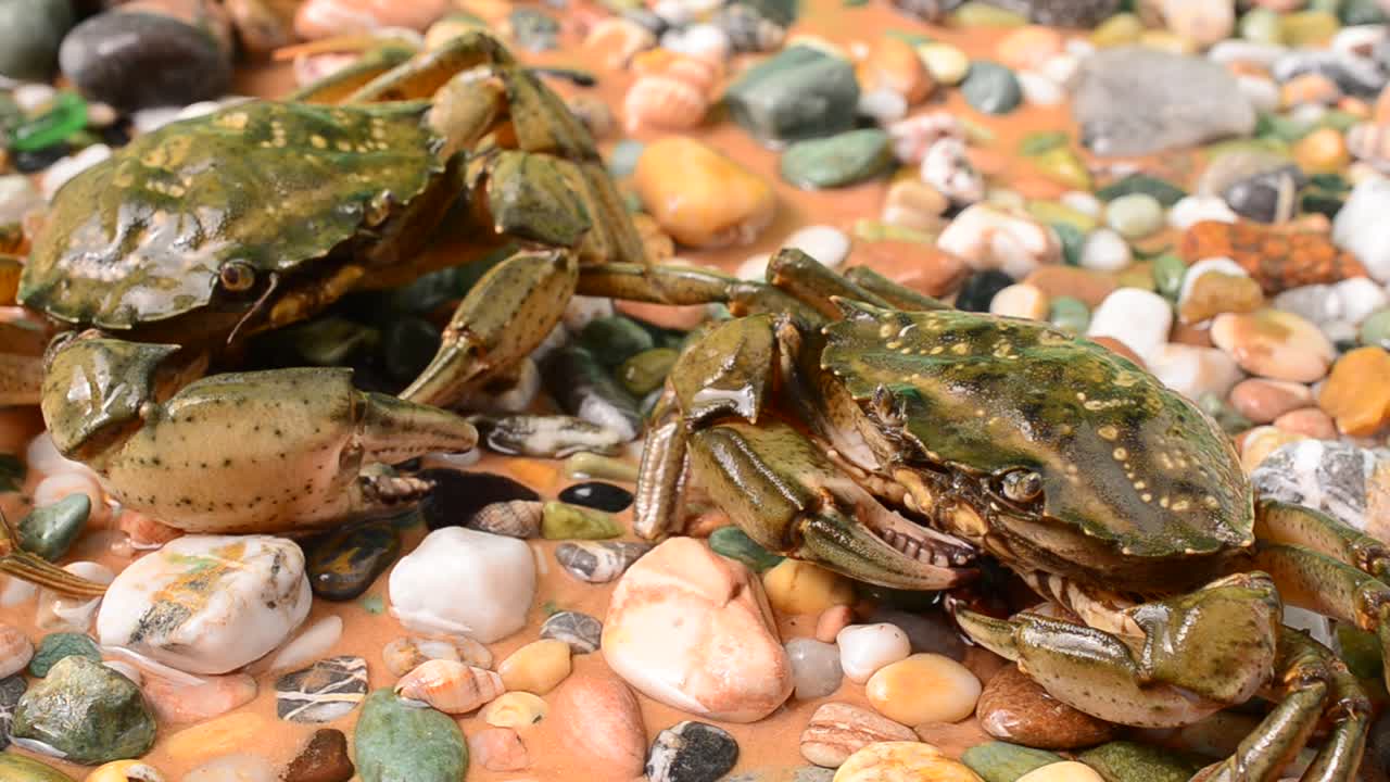 Live crabs. Shooting of crabs