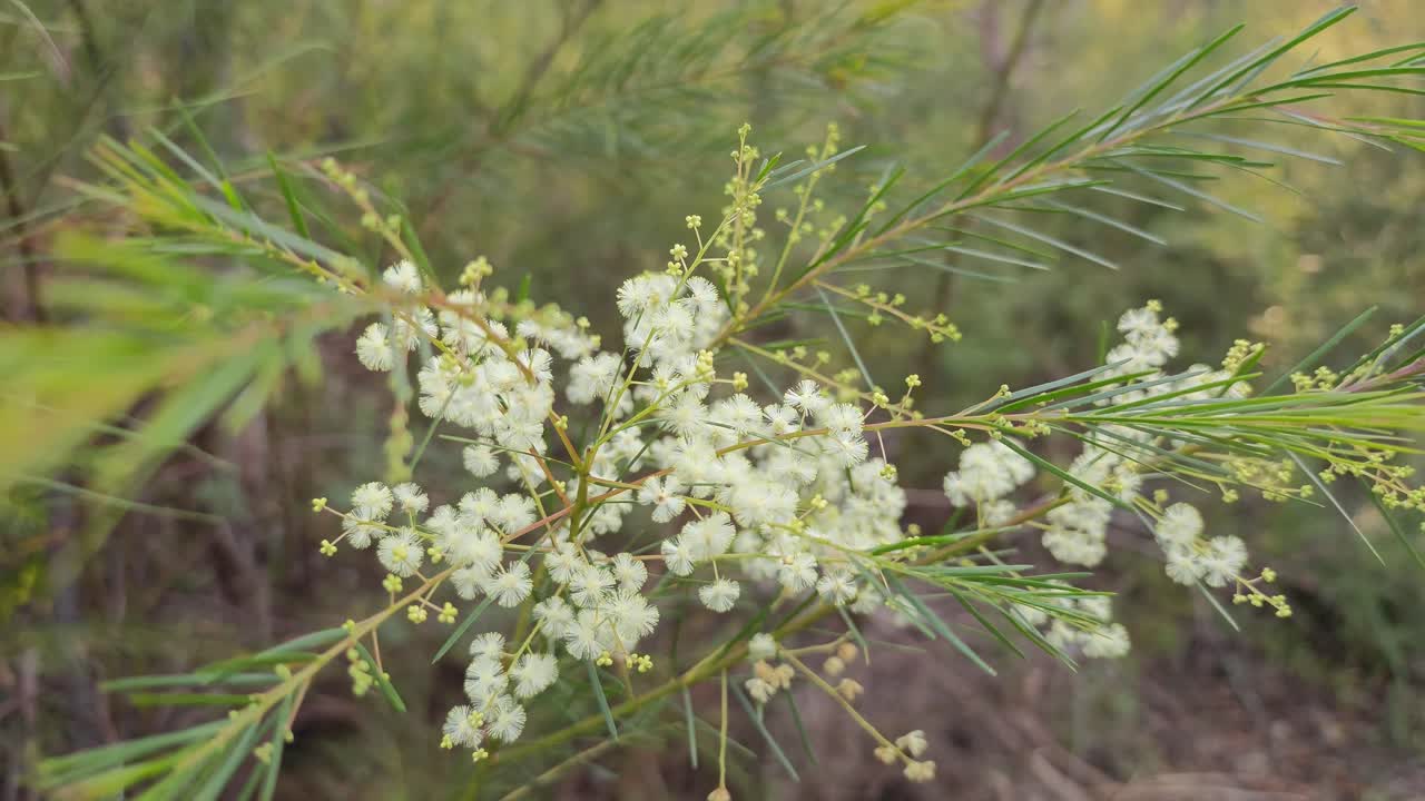 Yellow twig flower, Macro shot