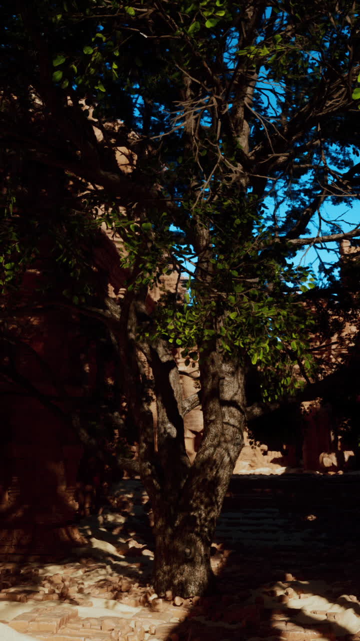 나무가 자라는 고대 유적