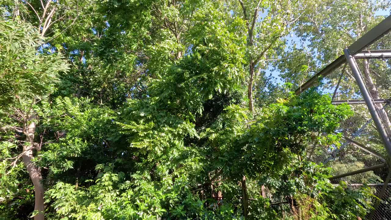 Trees and foliage in a zoo environment