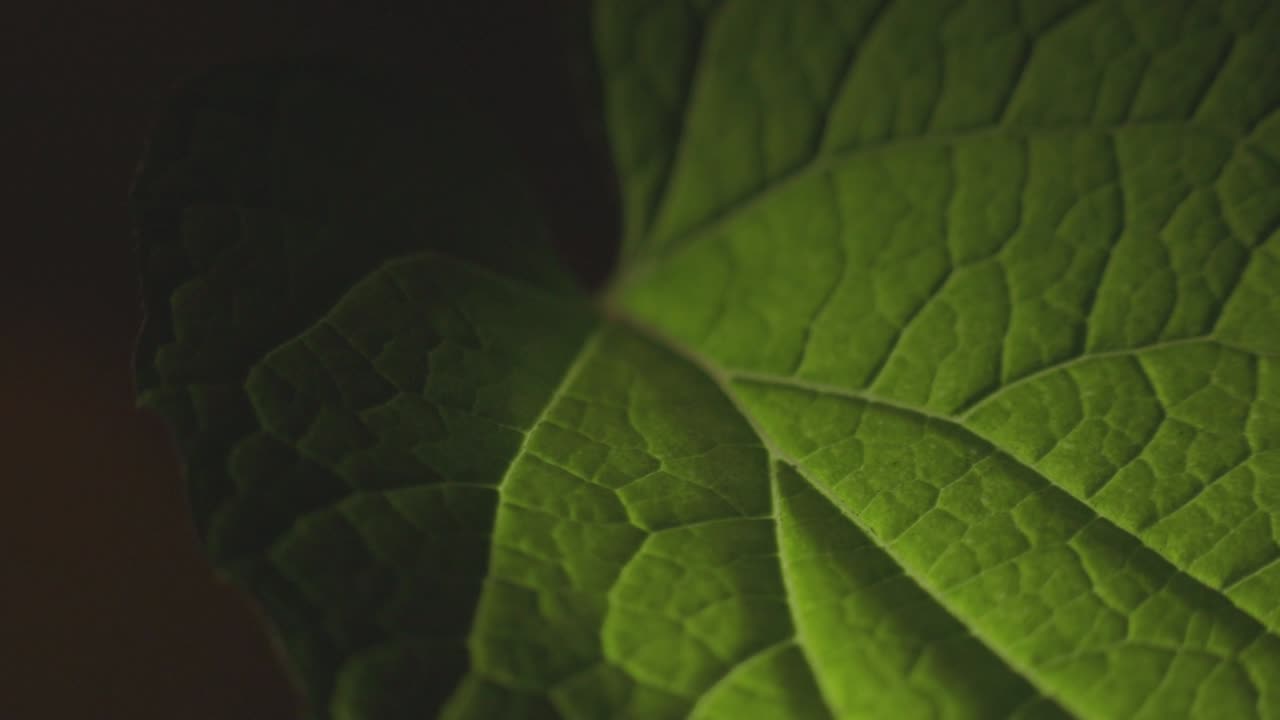 Small Amount Of Sunlight In Green Leaf. - rack focus