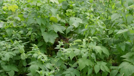 Singdrosselvogel-Hinter-Dichten-Strauchpflanzen