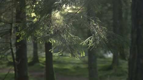 Umlaufende-Aufnahme-Um-Den-Rand-Einer-Kiefer-Im-Sonnigen-Wald-4k