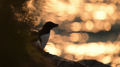 razorbills and orange sunset ocean, razorbill seabirds at sunset on coast with orange ocean sea water on skomer island in wales, uk nature and wildlife