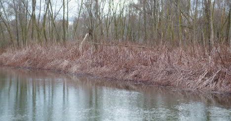 Man-Fishing-At-Lakeshore-In-Forest-11