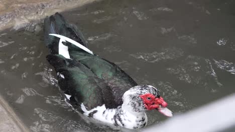 Pato-Blanco-Y-Negro-Bañándose-En-Agua