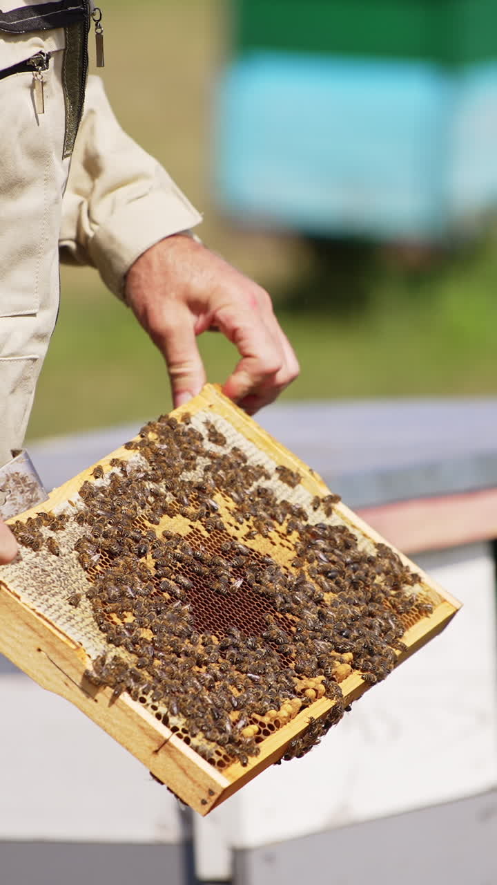 Beekeeper holding in hands a heavy frame coated with bees. Apiarist checking up his hives on sunny summer day. Vertical video