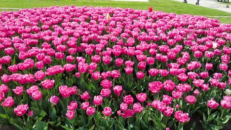 tulipanes rosas en el parque de la ciudad