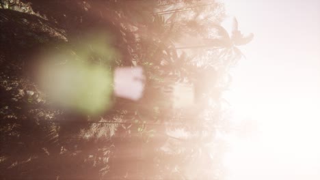 Sunset-Beams-through-Palm-Trees