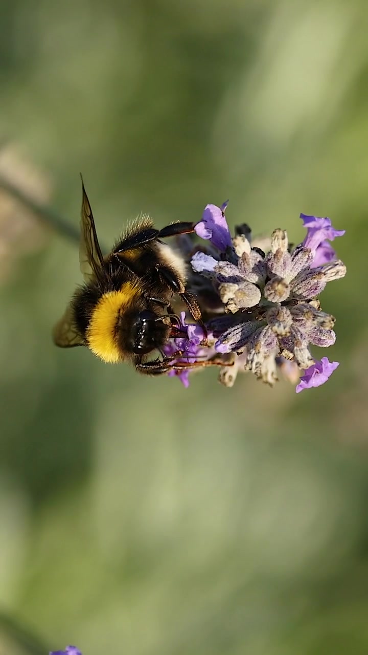 A fuzzy bumblebee collects nectar from a lavender sprig against a soft green background.