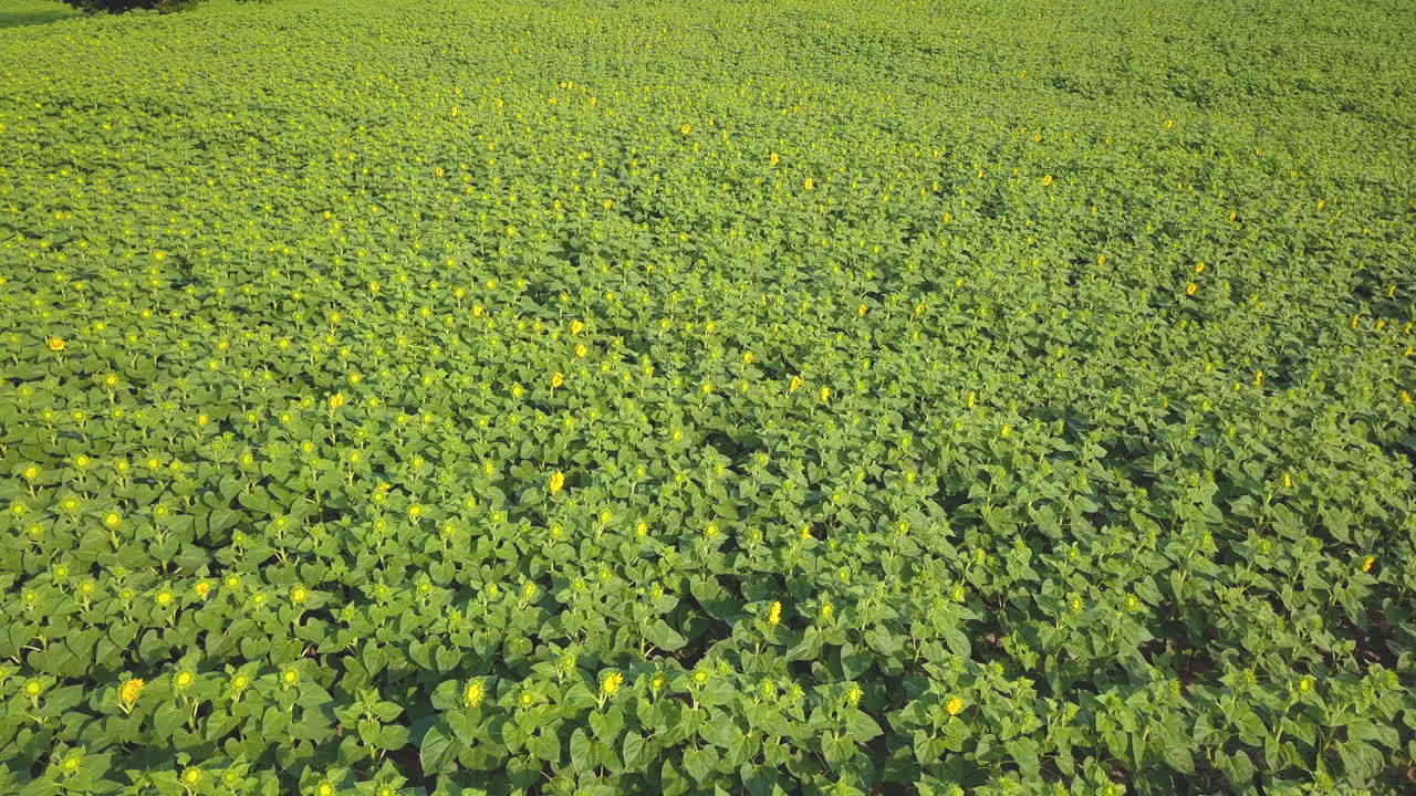 воздушный полет над полем подсолнухов, только начинающих цвести