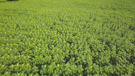 vuelo aéreo sobre un campo de girasoles que empieza a florecer