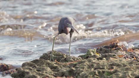 Pequeña-Garza-Azul-Atrapando-Comida-Durante-La-Marea-Baja-En-Un-Arrecife-Fosilizado-Con-Olas-Oceánicas-En-Segundo-Plano-En-Cámara-Lenta