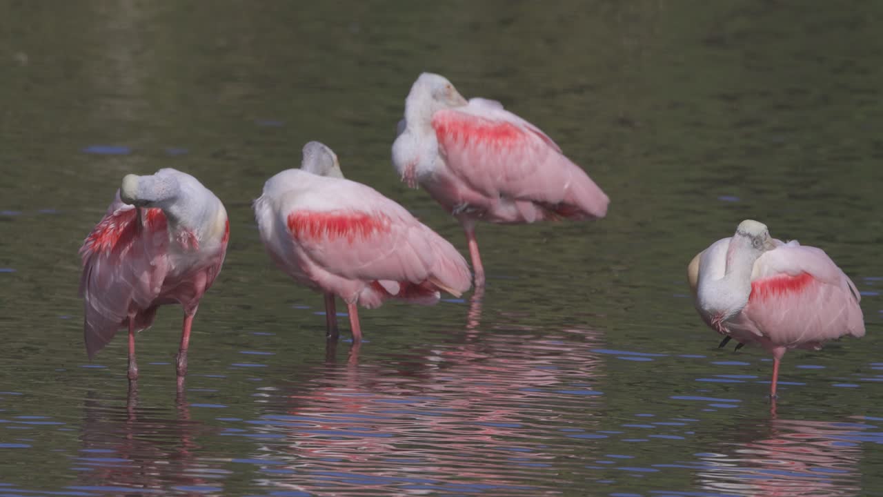 un grupo de cucharaditas rosadas de florida que se asean en aguas poco profundas