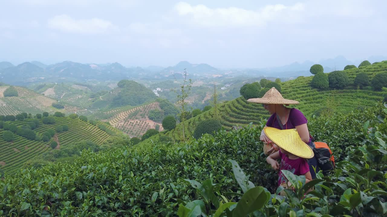Mother and daughter wearing traditional straw chinese hat collecting tea leaves on a plantation in summer