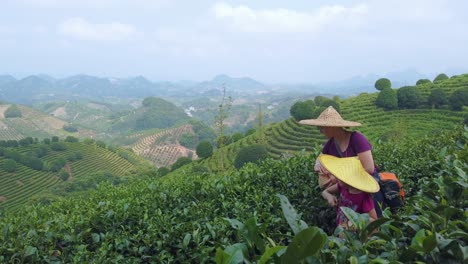 mother and daughter wearing traditional straw chinese hat collecting tea leaves on a plantation in summer