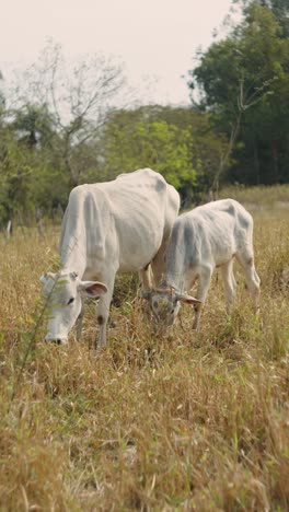 vertical shot of a cow with a heifer grazing in a field in the morning