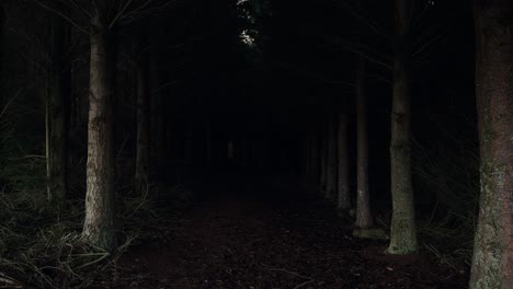 path leading into a dark, creepy forest