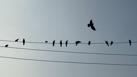 silhouette of flock of birds perched on wire. few fly away later. slow motion